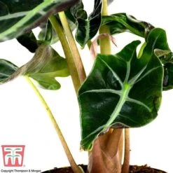 Alocasia X Amazonica 17 Alocasia X Amazonica -Plants Sale ALO KB1116 B