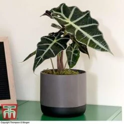 Alocasia X Amazonica 13 Alocasia X Amazonica -Plants Sale ALO KB1116 C
