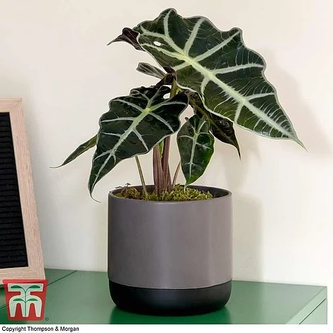 Alocasia X Amazonica 5 Alocasia X Amazonica - Image 3