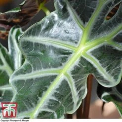 Alocasia X Amazonica 18 Alocasia X Amazonica -Plants Sale ALO KB1116 E