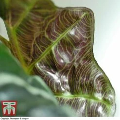 Alocasia X Amazonica 14 Alocasia X Amazonica -Plants Sale ALO KB1116 F