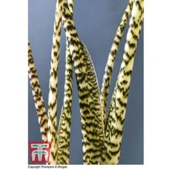 Alocasia Zebrina -Plants Sale ALOC WKB5018 D