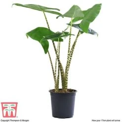 Alocasia Zebrina -Plants Sale ALOC WKB5018 E