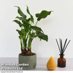 Alocasia Cucullata In Stone Ceramic -Plants Sale ALOC CUCULLATA T39658