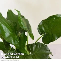 Alocasia Cucullata In Stone Ceramic -Plants Sale ALOC CUCULLATA T39662