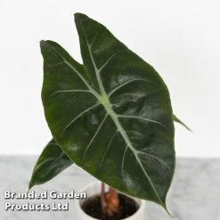 Alocasia Cuprea Mix -Plants Sale ALOC CUPREAMIX KF0872 B