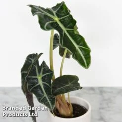 Alocasia Cuprea Mix -Plants Sale ALOC CUPREAMIX KF0872 C