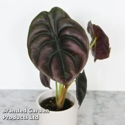 Alocasia Cuprea Mix -Plants Sale ALOC CUPREAMIX KF0872 D