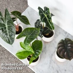 Alocasia Cuprea Mix -Plants Sale ALOC CUPREAMIX KF0872 F