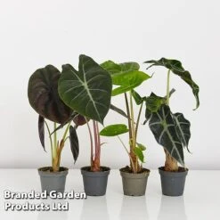 Alocasia Cuprea Mix -Plants Sale ALOC CUPREAMIX KF0872 G