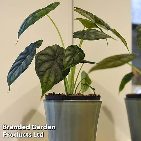 Alocasia 'Dragon Scale' 5 Alocasia 'Dragon Scale' - Image 3