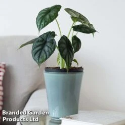 Alocasia 'Dragon Scale' 10 Alocasia 'Dragon Scale' -Plants Sale ALOC DRAGON4