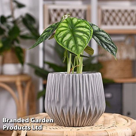 Alocasia 'Dragon Scale' 3 Alocasia 'Dragon Scale'