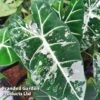 Alocasia Cuprea 'Frydek Variegata' -Plants Sale ALOC FRYDEKVAR W50468
