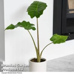 Alocasia 'Portodora' -Plants Sale ALOC PORTODORA T52511