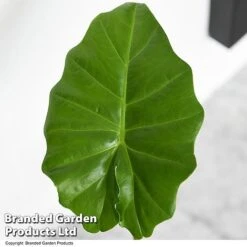Alocasia 'Portodora' -Plants Sale ALOC PORTODORA T52512