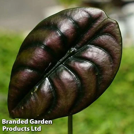 Alocasia 'Red Secret' 4 Alocasia 'Red Secret' - Image 2