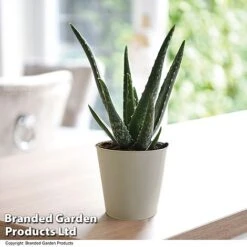 De-humidifying House Plant Collection -Plants Sale ALOE VERA10 T08176