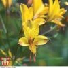 Alstroemeria 'Sweet Laura' 2 Alstroemeria 'Sweet Laura' -Plants Sale ALST 10390 A