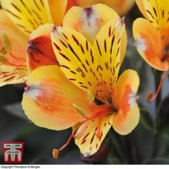 Alstroemeria Summer Trio -Plants Sale ALST KA9293 D1