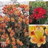 Alstroemeria Summer Trio -Plants Sale ALST ka9293 A31