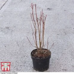 Amelanchier Alnifolia 'Obelisk' -Plants Sale AMEL 67856 A