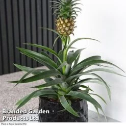 Pineapple Plant 12 Pineapple Plant -Plants Sale ANAN PINEAPPLE A2