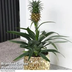 Pineapple Plant 13 Pineapple Plant -Plants Sale ANAN PINEAPPLE B2