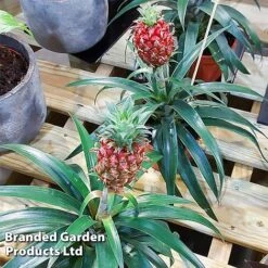 Pineapple Plant 'Rosita' 11 Pineapple Plant 'Rosita' -Plants Sale ANAN PINEAPPLE WKF1190