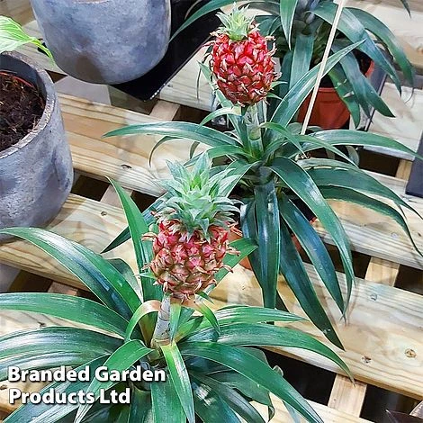 Pineapple Plant 'Rosita' 7 Pineapple Plant 'Rosita' - Image 5
