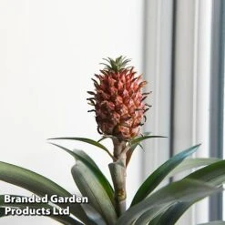 Pineapple Plant 'Rosita' 8 Pineapple Plant 'Rosita' -Plants Sale ANAN ROSITAPIN T43897