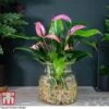 Anthurium Aqua In Sierglass -Plants Sale ANTH KB3998 A1