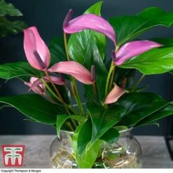 Anthurium Aqua In Sierglass -Plants Sale ANTH KB3998 B1