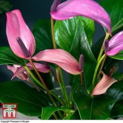 Anthurium Aqua - Gift 17 Anthurium Aqua - Gift -Plants Sale ANTH KB3998 C11