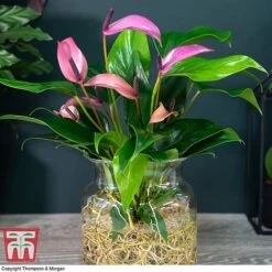 Anthurium Aqua In Sierglass -Plants Sale ANTH KB3998 D1