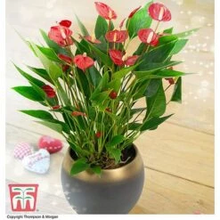 Anthurium 'Million Flower' - Gift
