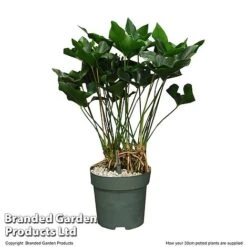Anthurium 'Arrow' In Hydro Pot -Plants Sale ANTH ARROW30CM T506621