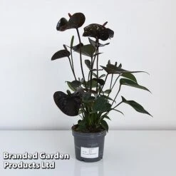 Anthurium 'Black Love' 13 Anthurium 'Black Love' -Plants Sale ANTH BLACK12CM T44471