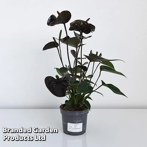 Anthurium 'Black Love' 8 Anthurium 'Black Love' - Image 6