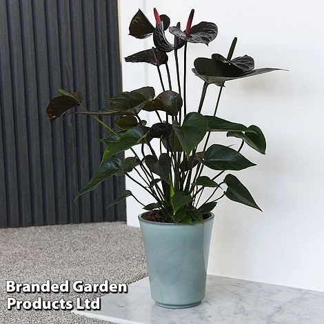 Anthurium 'Black Love' 3 Anthurium 'Black Love'