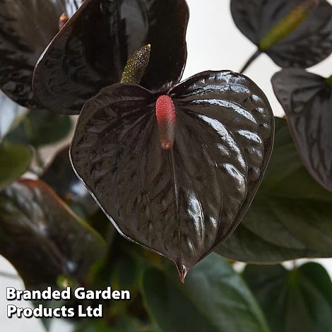 Anthurium 'Black Love' 5 Anthurium 'Black Love' - Image 3