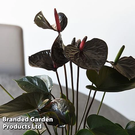 Anthurium 'Black Love' 6 Anthurium 'Black Love' - Image 4
