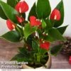 Anthurium 'Million Flower'