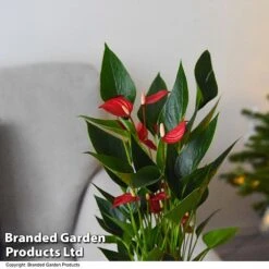 Anthurium 'Million Flower' -Plants Sale ANTH MILLIONFL T35893