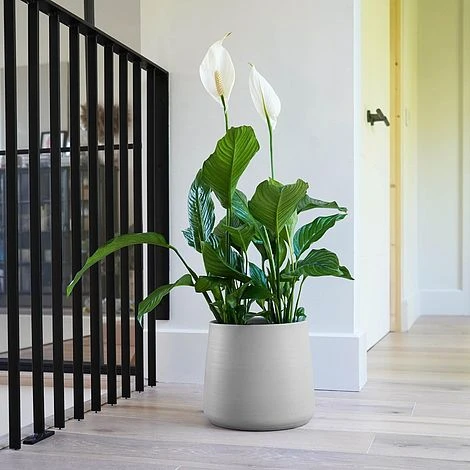 Akemi Planter Clean Grey H25CM D27CM 4 Akemi Planter Clean Grey H25CM D27CM - Image 2