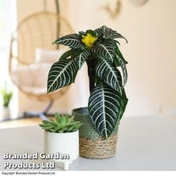 Aphelandra Squarrosa -Plants Sale APHE SQUARROSA T41681