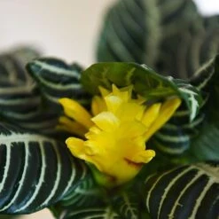 Aphelandra Squarrosa -Plants Sale APHE SQUARROSA T41684