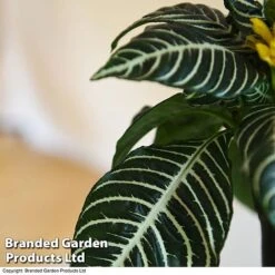 Aphelandra Squarrosa -Plants Sale APHE SQUARROSA T41685