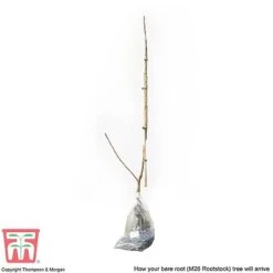 Apple 'Bramley's Seedling' 15 Apple 'Bramley's Seedling' -Plants Sale APPL CWW3229 C