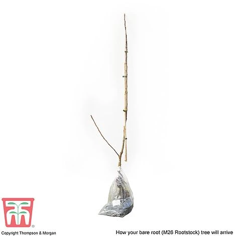 Apple 'Bramley's Seedling' 8 Apple 'Bramley's Seedling' - Image 6